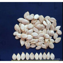 New Snow White Pumpkin Seeds